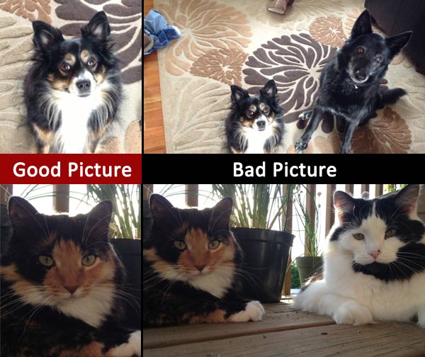 Paint-Your-Pet-Sample